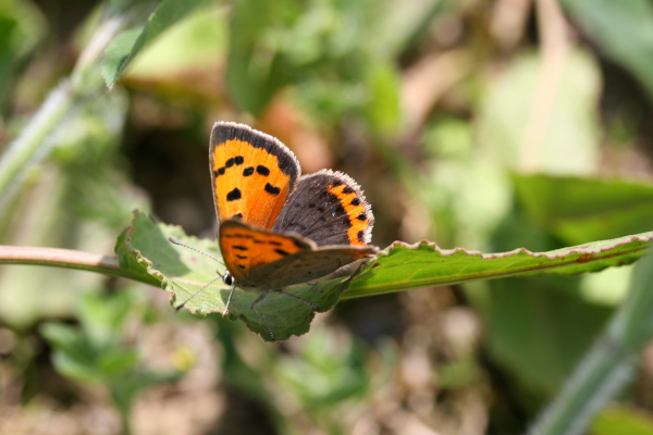 Cuivr&eacute; commun (Lycaena phlaeas) 2 &copy; Nicolas Macaire / LPO